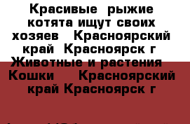 Красивые, рыжие котята ищут своих хозяев - Красноярский край, Красноярск г. Животные и растения » Кошки   . Красноярский край,Красноярск г.